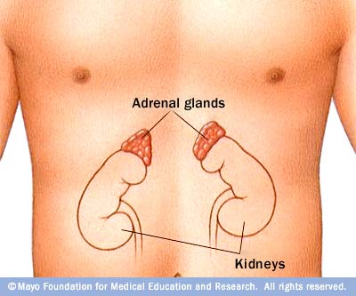 AdrenalGlands