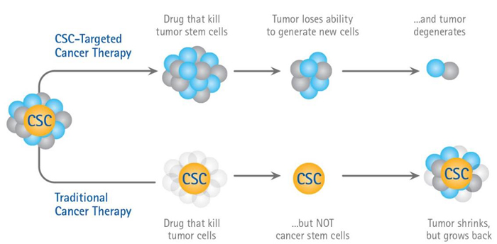 Cancer Stem Cell Hypothesis