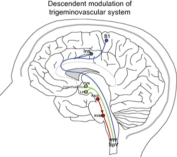 Hypothalamic Descending Modulation of Trigeminovascular Pain