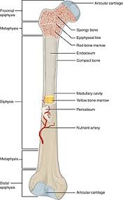 The structure and composition of bone