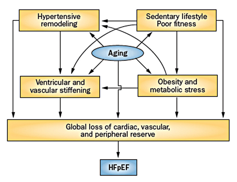 Hypertension and HFpEF