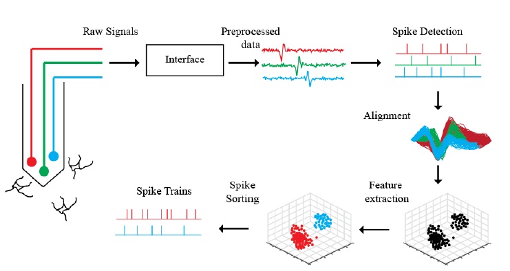 Extracellular Recordings In Neuron