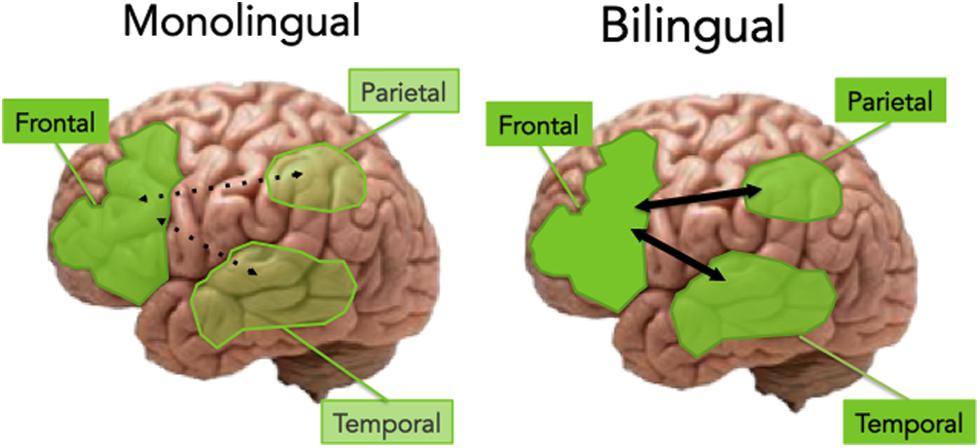 Bilinguals