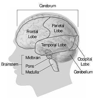 The basic anatomy of the brain [34]. Strokes in the cerebral cortex (cerebrum) produce contralateral eects. Strokes in the brain stem can produce ipsilateral or bilateral effects