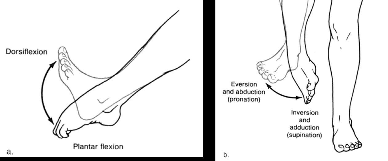 the Testing of Lower Extremity Medical Devices | MATLAB Number ONE