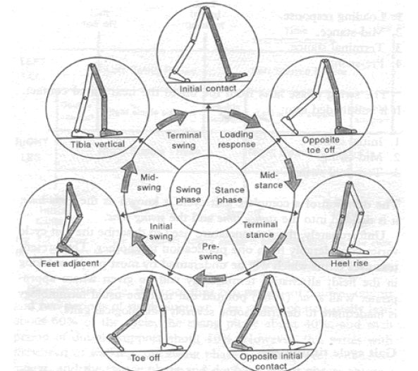 Figure 12 Phases of Human Gait Cycle