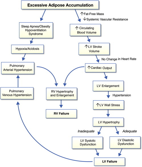 Figure 2. Pathophysiology of Obesity Cardiomyopathy