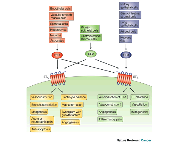 Figure 3. Actions of ET-1 on ETA and ETB Receptors