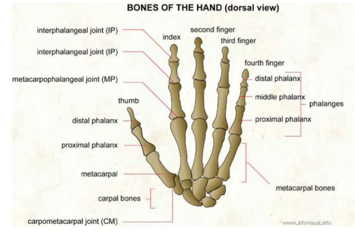 Figure 1 Bones of the Hand