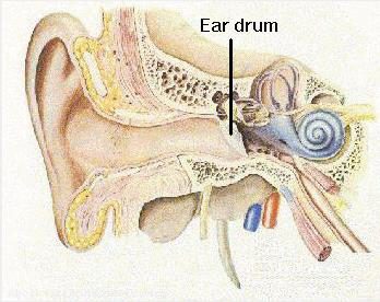 Figure 1: Human Auditory System. Reproduced from