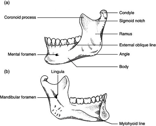 Anatomy and physiology of the Mandible