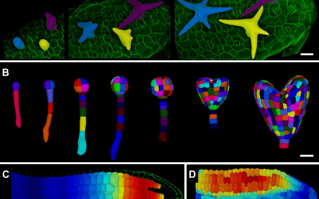 Efficient Cell Segmentation and Tracking of Developing Plant Meristem