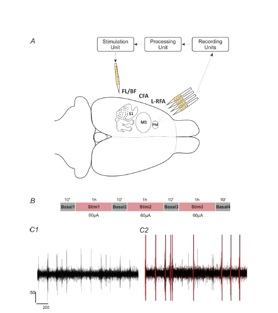 Figure 3.1. Recording and stimulation experimental paradigm. A. Methodology described on an illustration highlighting the cortical reference and stimulation regions under study. Extracellular recordings were acquired with a four-shank, 16-contact microelectrode array with intra-shank contact distances of 100 μm and cross-shank distances of 125 μm. The signals were acquired using the TDT recording system (Recording unit), processed to detect the single-unit activity (Processing unit), from which a user selected a reference neuron employed to trigger a stimulation pulse to a site on a single-shank microelectrode (Stimulation unit). B. Recording sessions consisted of three one-hour intermittent periods of stimulation separated each by ten-minute periods of no stimulation. C1. Extracellular recording during basal period lasting 2s, and filtered ~300-3k Hz. C2. Extracellular recording during stimulation period lasting 2s, and filtered ~300-3k Hz. Red lines represent each stimulation pulse artifact.