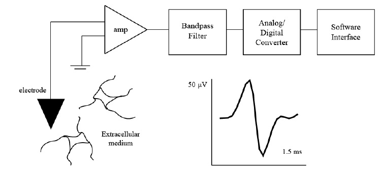 Figure 2.1. Extracellular recording experimental set-up. Extracellular recordings are collected from electrodes typically placed in the vicinity of certain neurons. The recorded signals are amplified with respect to ground, filtered, and digitized to be sent to a software interface for further processing. A typical action potential recorded from the extracellular medium lasts 1-3 ms and has a depolarization, repolarization, and hyperpolarization period.