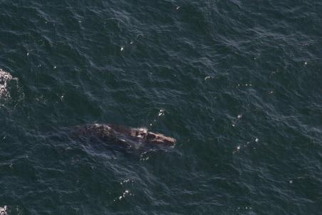 Whale recognition system from aerial photographs