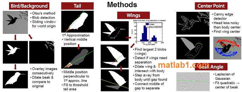 Hovering Hummingbird Automated Segmentation Feature Tracking